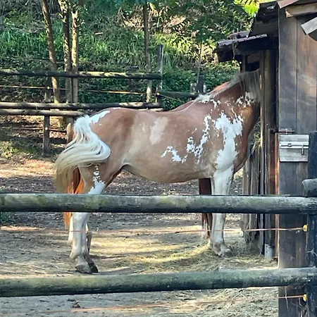 L'affittacamere Di Evy Maison d'hôtes